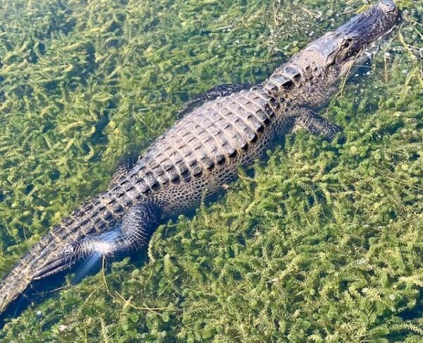 Villager Frank Cooke snapped a photo of an 8 foot alligator at Lake Sumter Landing