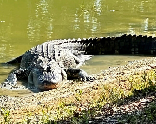 Villager Robert Hempel shot this photo of a large alligator resting at a pond at a golf course