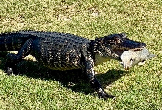 An alligator gets ready for lunch after a successful fishing trip at a pond at Sweetgum Executive Golf Course