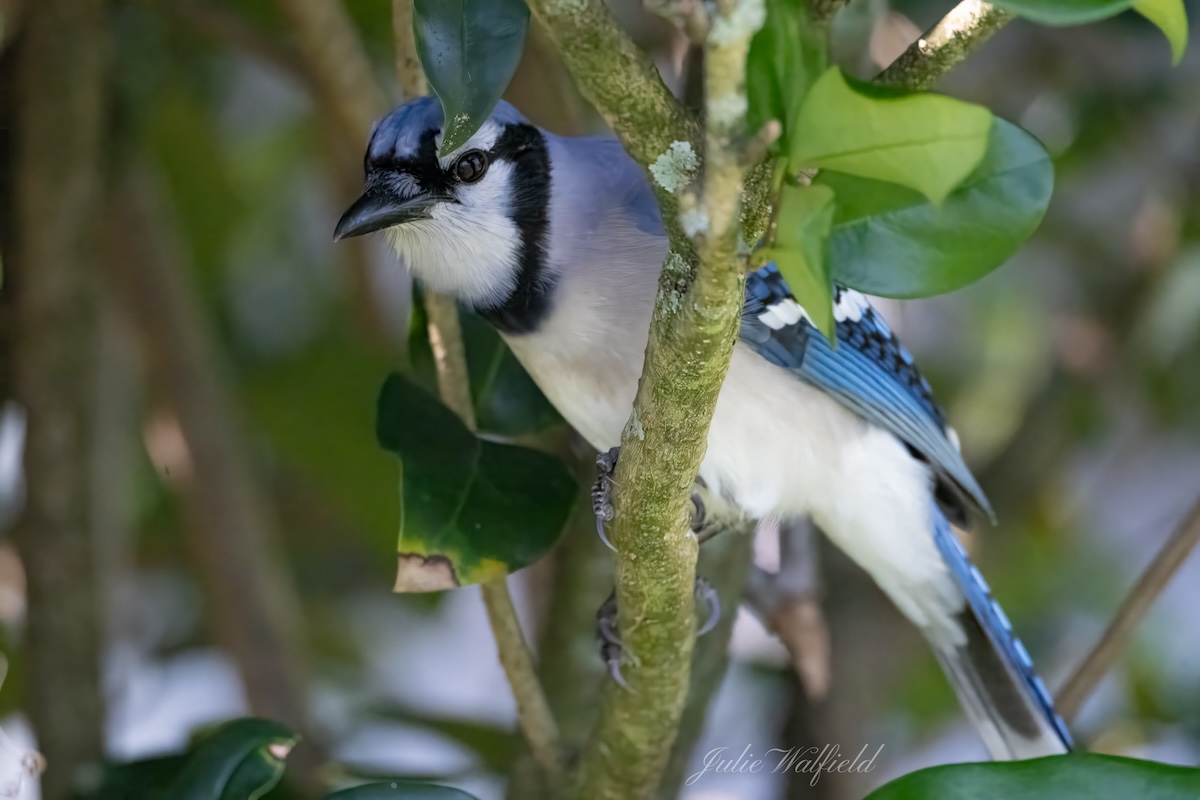 Blue jay taking a break in the shade in the Village of DeLuna