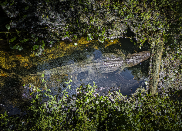 Brad Garber shared this photoi of an alligator at Fenney Springs