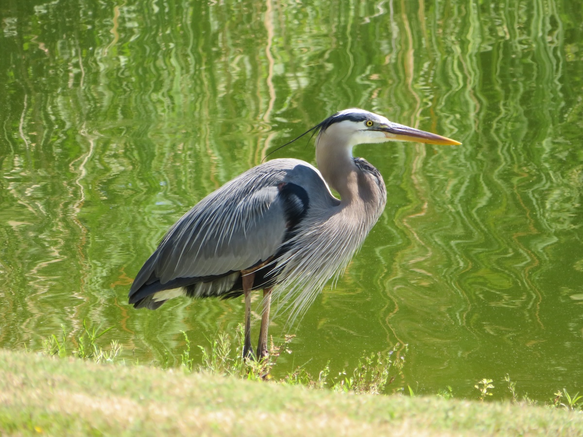 Great blue heron by water in the Village of Pine Ridge