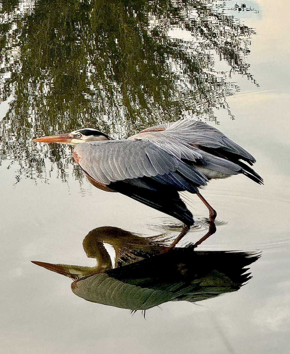 Great blue heron in the water in the Village of Fenney