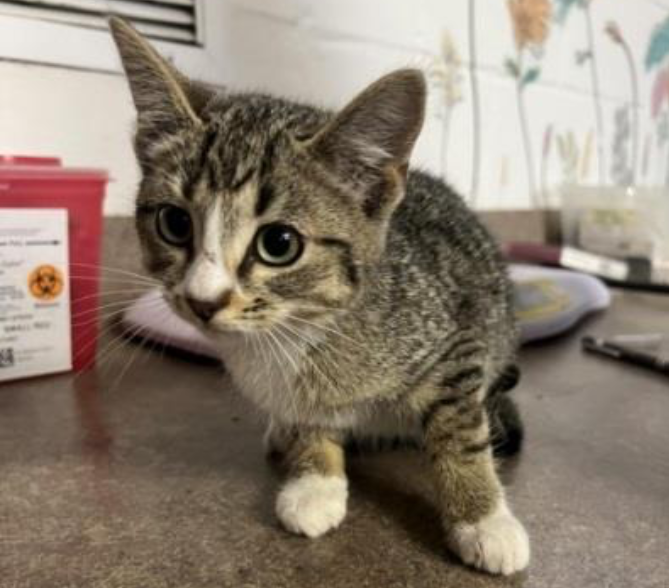 Kitten