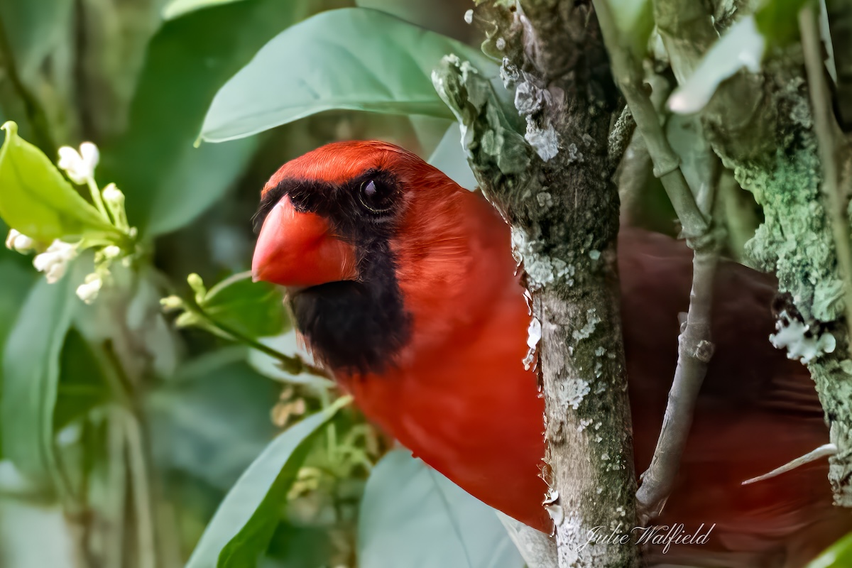 Northern red cardinal checking his surroundings in the Village of Cason Hammock