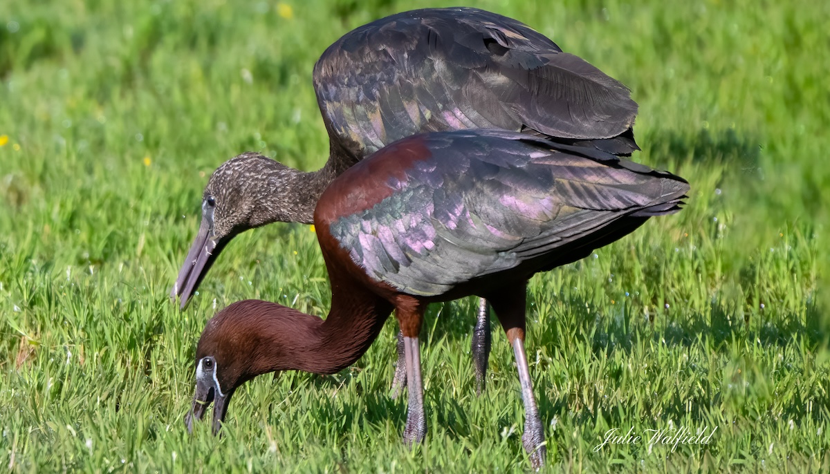 Pair of glossy ibises grazing on Village of Fenney