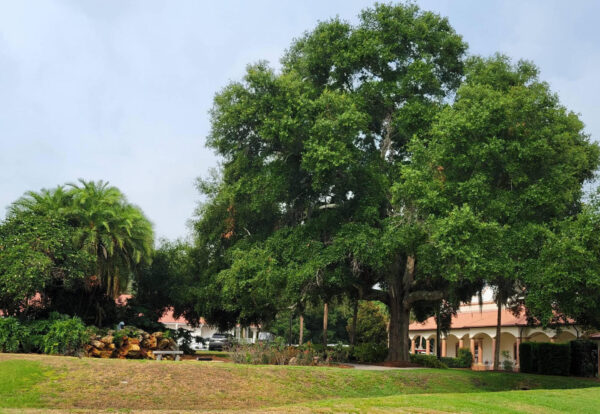 Permission is being sought for the removal of this tree, at right, to make room for the new Paradise Recreation Center Permission is being sought for the removal of this tree, at right, to make room for the new Paradise Recreation Center