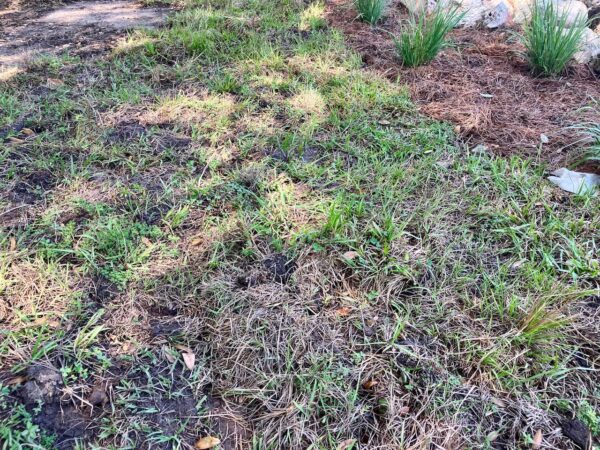 Residents are appalled at the poor quality of sod put down on the eve of the reopening of the Heron Executive Golf Course Residents are appalled at the poor quality of sod put down on the eve of the reopening of the Heron Executive Golf Course