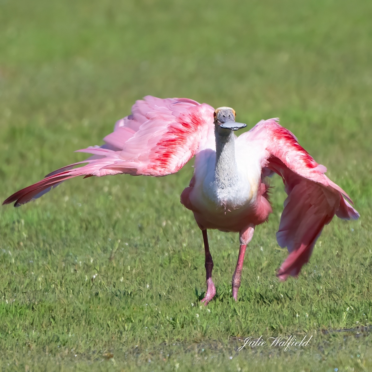 Roseate spoonbill ready for takeoff at Fenney Nature Trail