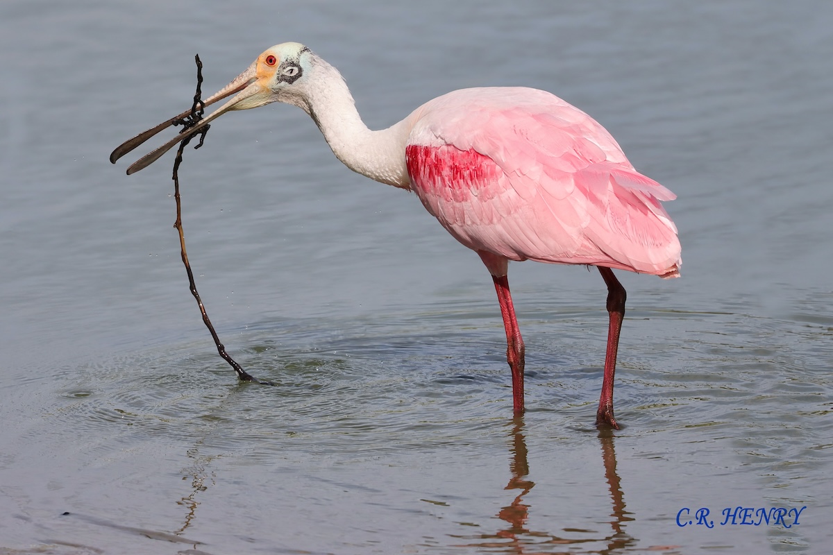 Roseate spoonbill wading through pond on Hogeye Pathway