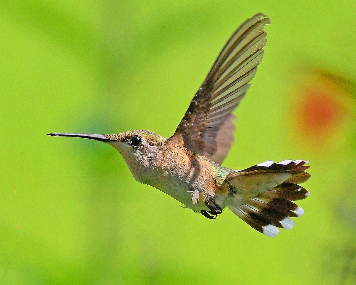 Ruby-throated hummingbird in flight at Butterfly Garden at the Lake Deaton United Methodist Church