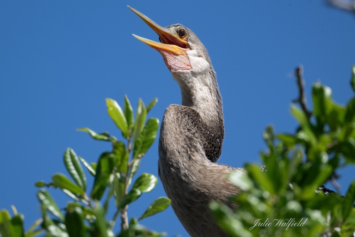 Smiling anhinga takes break from fishing in Lake Sumter