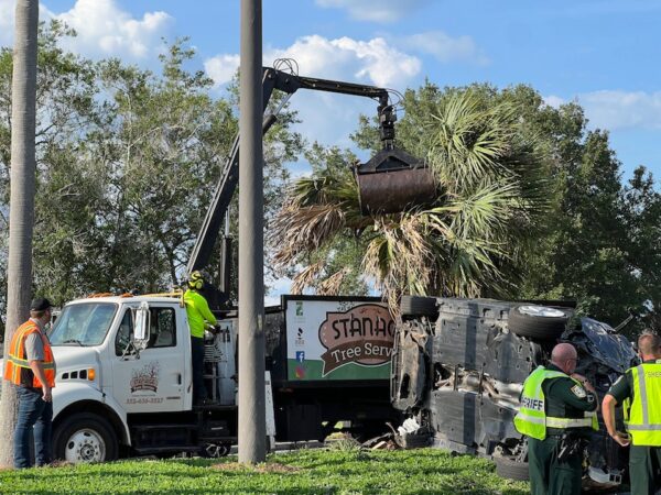 Stanage Tree Service was called in to remove a palm tree knocked over the crash Stanage Tree Service was called in to remove a palm tree knocked over the crash
