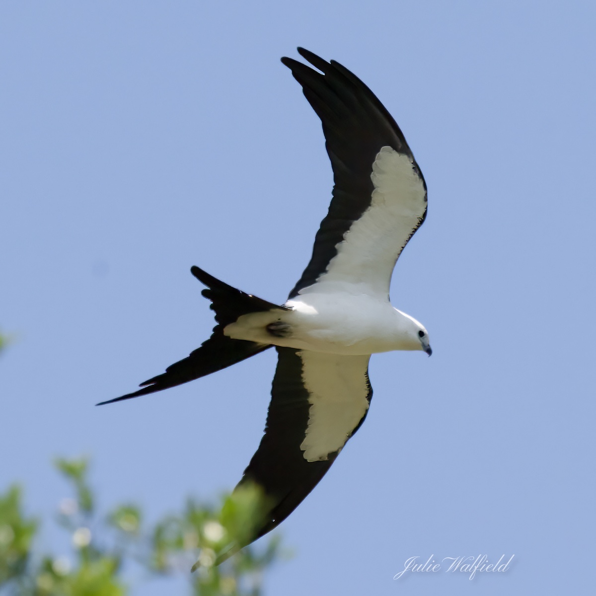 Swallow-tailed kite finds lunch in the Village of Chitty Chatty