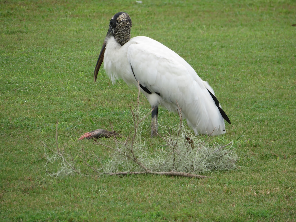 Wood stork taking a break in the Village of Pine Ridge