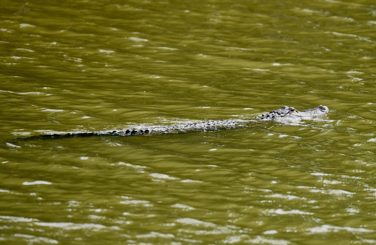 Alligator out for a swim in the Village Of Collier