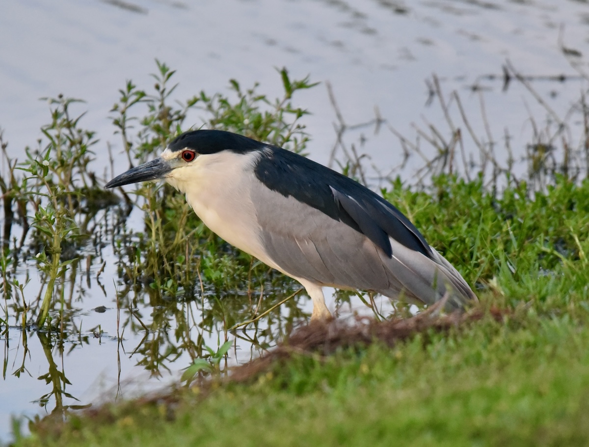 Black-crowned night heron in the Village of Collier