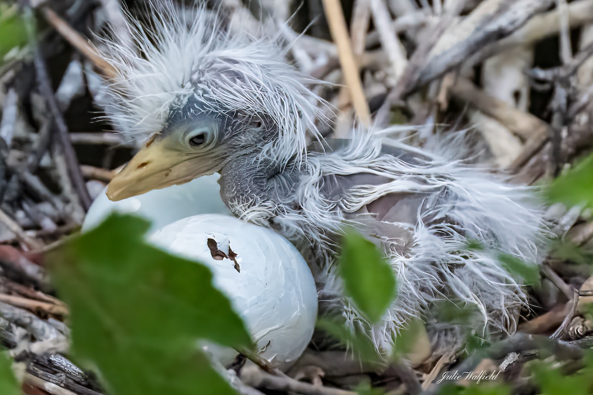 Cattle egret hatches in the Village of DeLuna