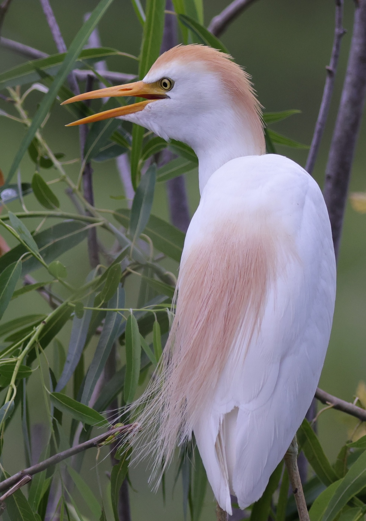Cattle egret posing in the Village of DeLuna
