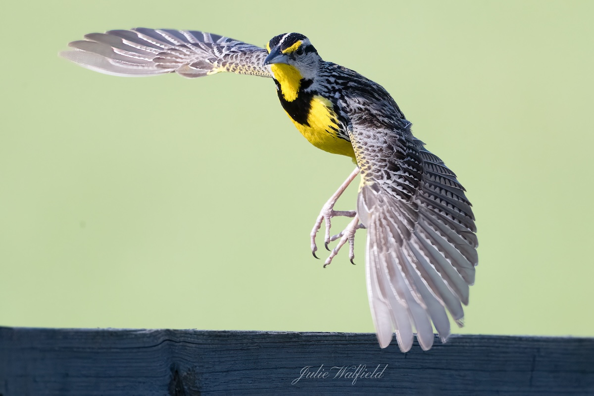 Eastern meadowlark on the move at Hogeye Pathway in The Villages