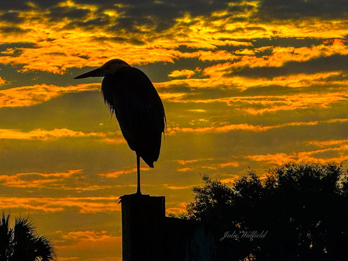 Great blue heron at Belmont Executive Golf Course in The Villages