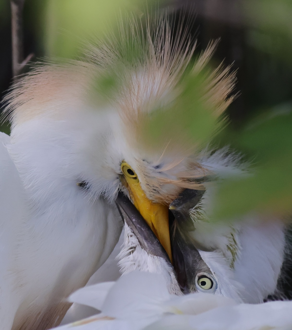 Mother cattle egret and baby in the Village of DeLuna