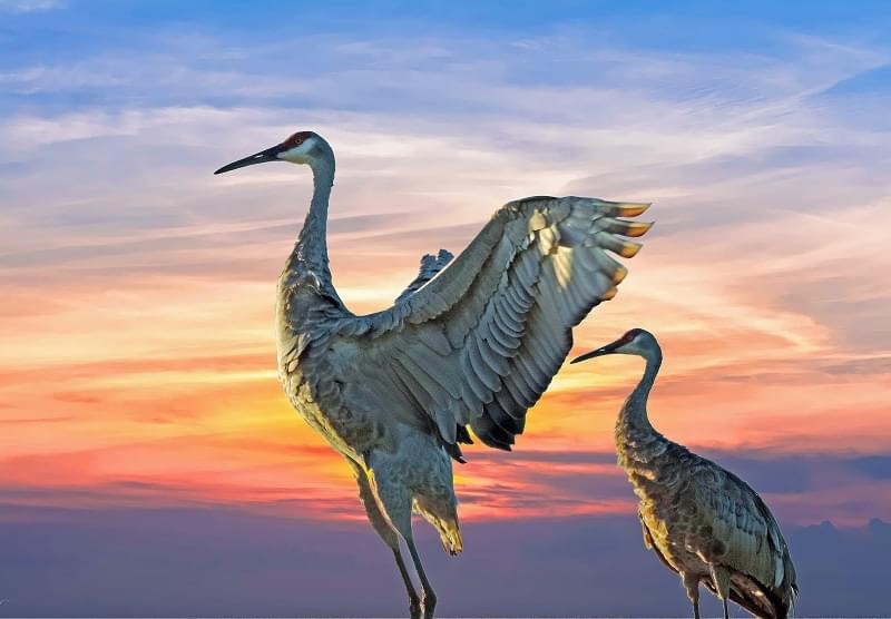 Pair of sandhill cranes at sunrise in The Villages