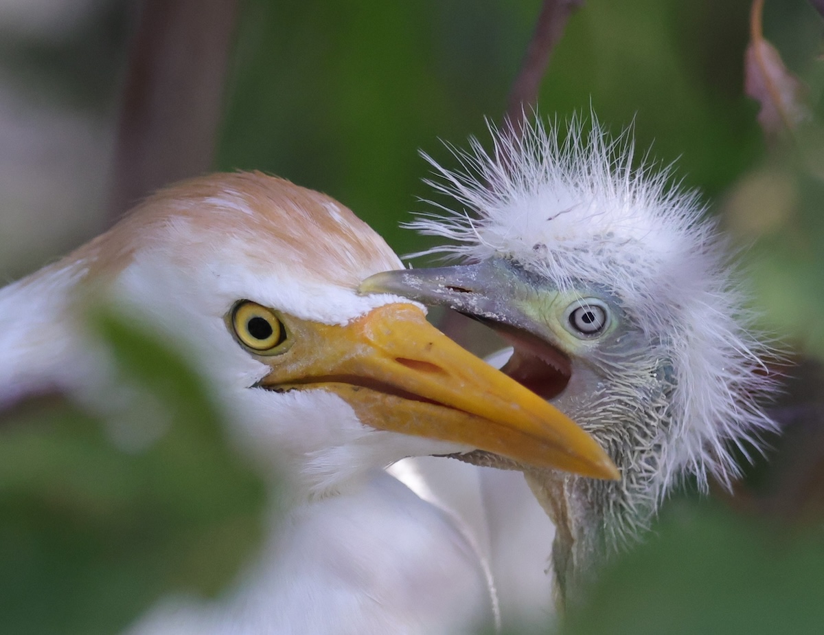 Patient cattle egret mother in the Village of DeLuna