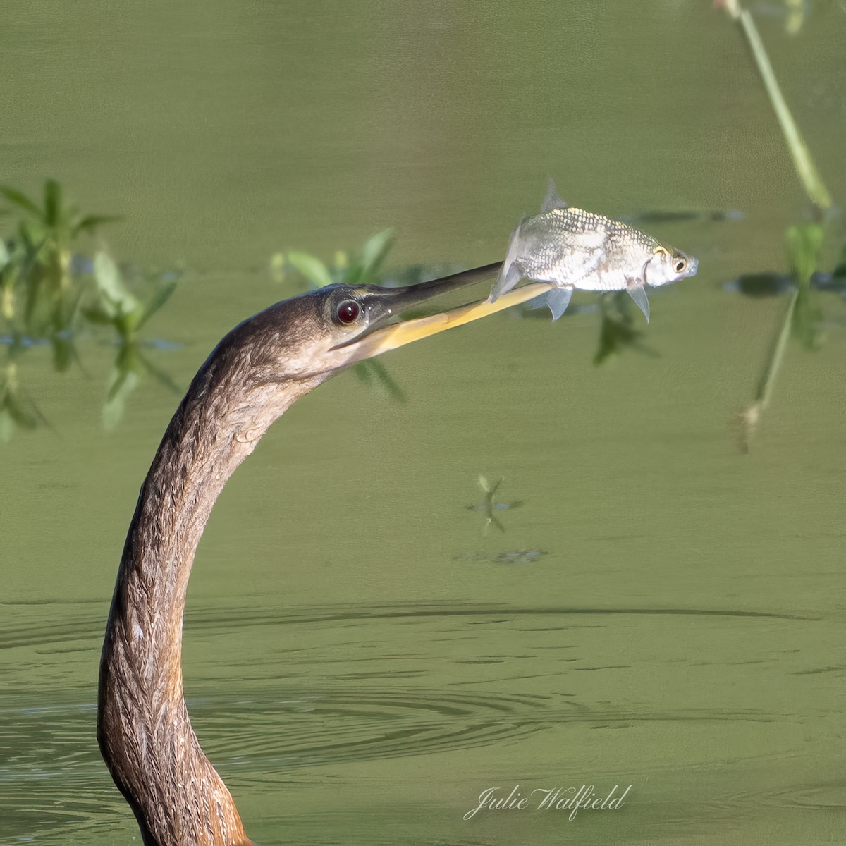 Ravenous anhinga at Lake Okahumpka