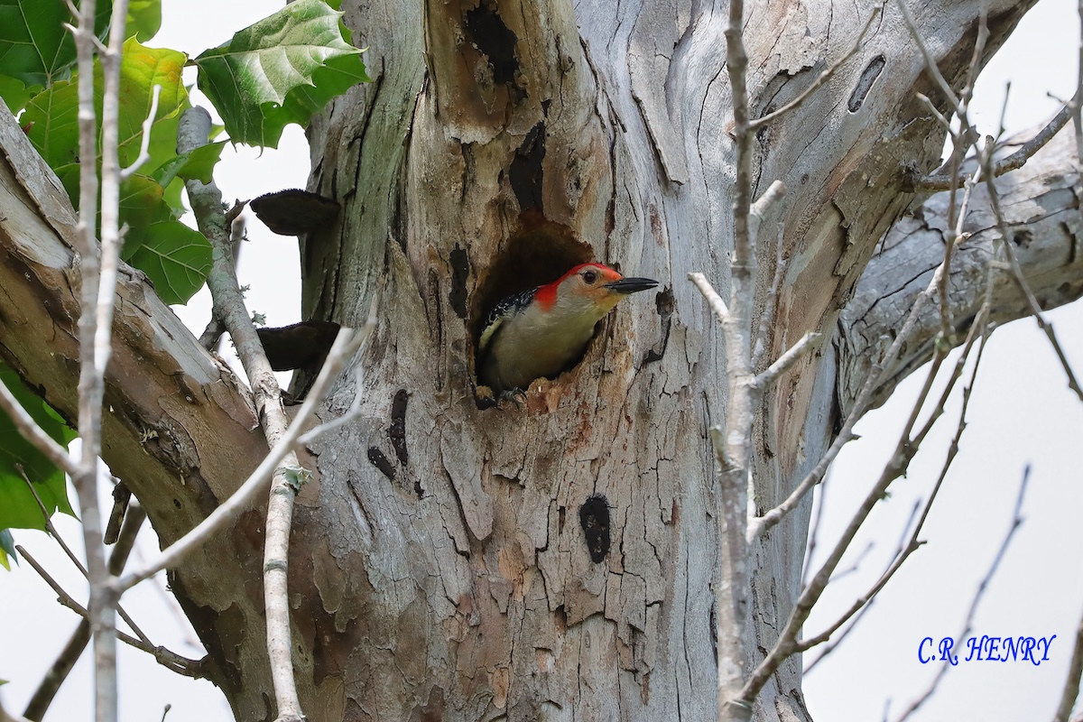 Red-bellied woodpecker peeks out of hiding place in The Villages