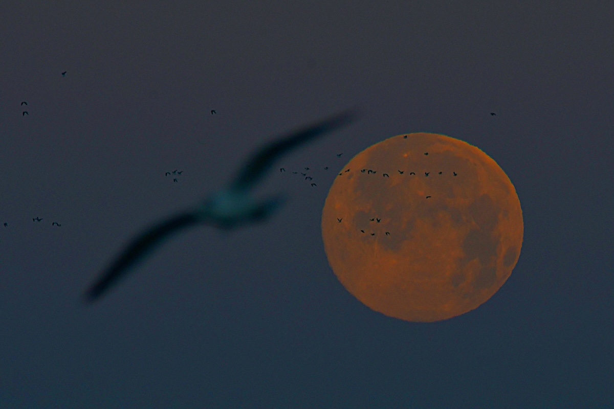 Strawberry moon over Lake Sumter