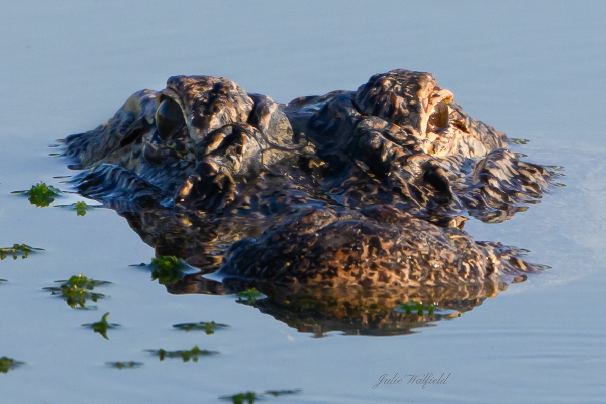 Alligator keeping cool in pond in The Villages