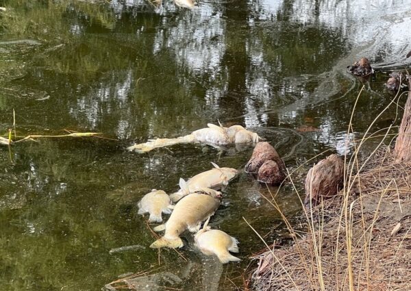 Dead fish were floating in the pond near the entrance to the Village of Pine Ridge at Drake Drive. Dead fish were floating in the pond near the entrance to the Village of Pine Ridge at Drake Drive.