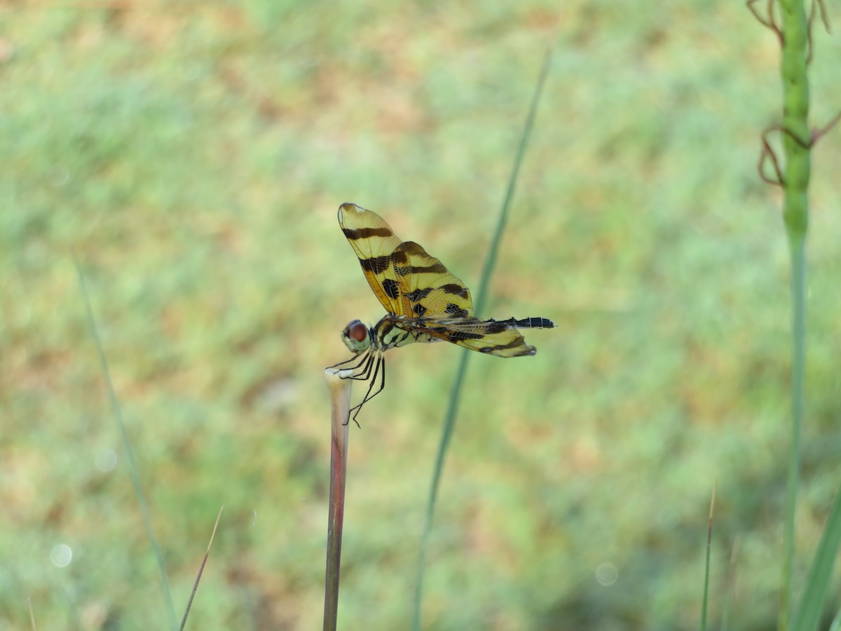 Dragonfly resting on plant in the Village of Pine Ridge