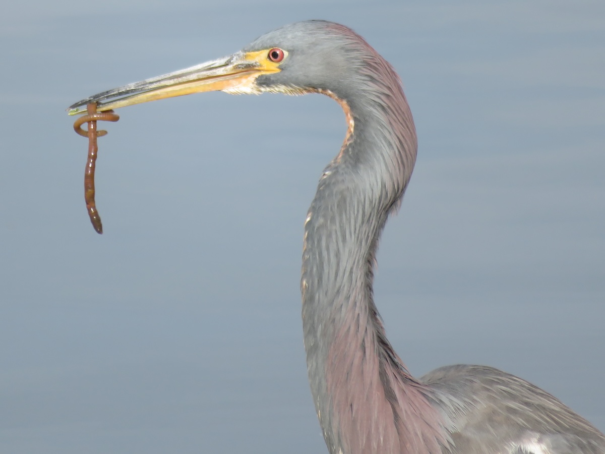 Early tricolored heron catches the worm in the Village of Pine Ridge