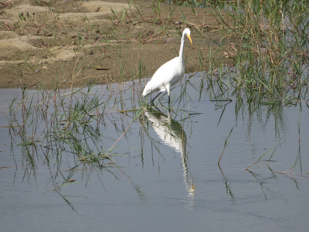 Great egret cooling down in pond in the Village of Pine Ridge