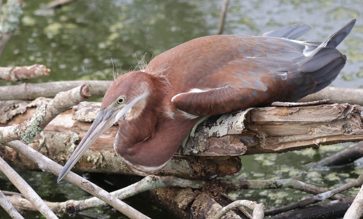 Juvenile tricolored heron in the Village of DeLuna