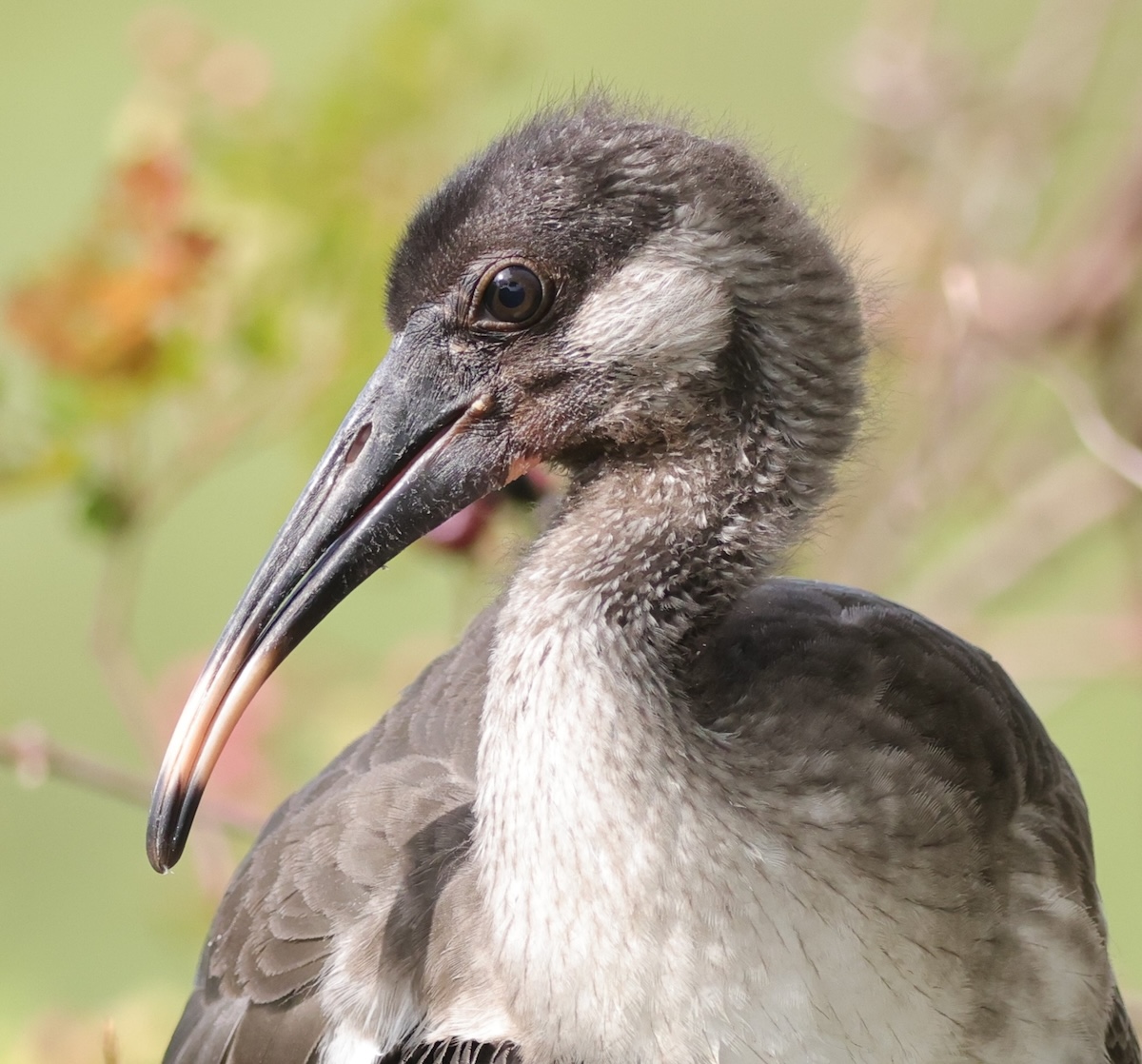 Juvenile white ibis in the VIllage of DeLuna