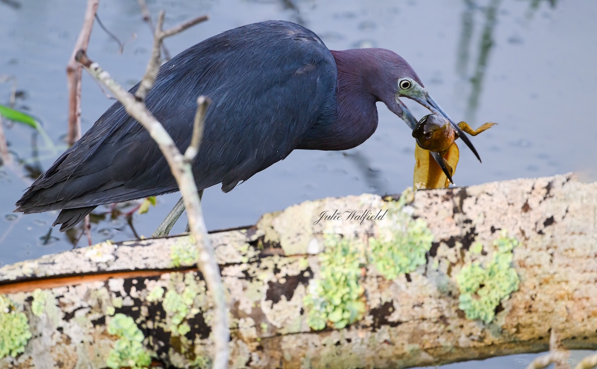 Little blue heron catches tadpole in the Village of DeLuna