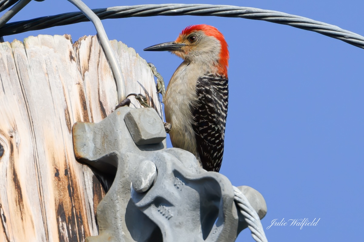 Red-bellied woodpecker perched on telephone pole in The Villages