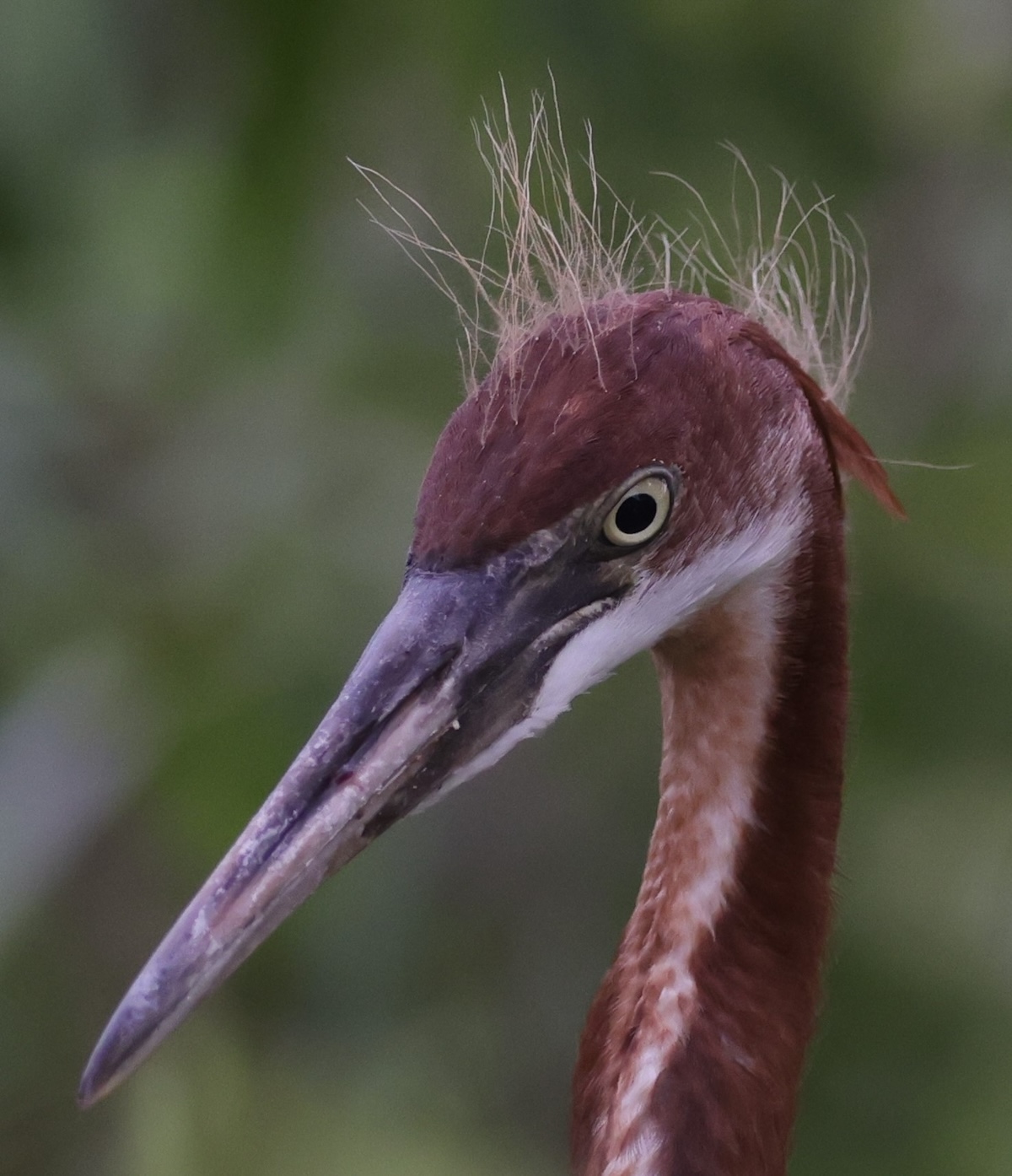 Tricolored heron in the Village of DeLuna