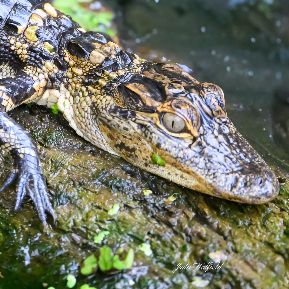 Young alligator basking in sun near Fenney Nature Trail