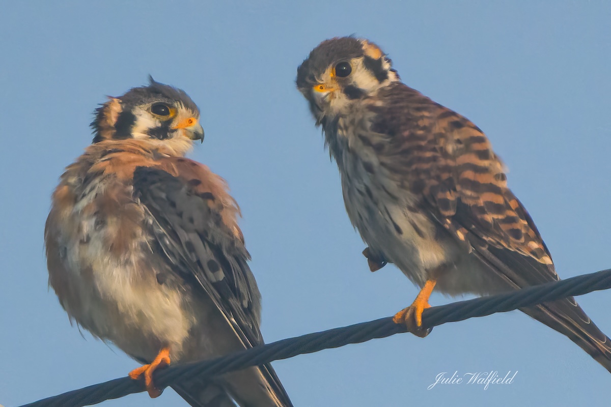 American kestrels hanging out in the Village of St. Catherine
