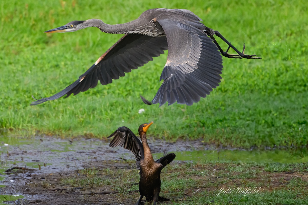 Double-crested cormorant directing air traffic in the Village of Richmond
