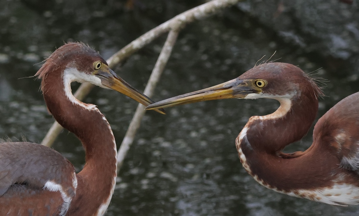 Tricolored herons leave the nest in the Village of DeLuna