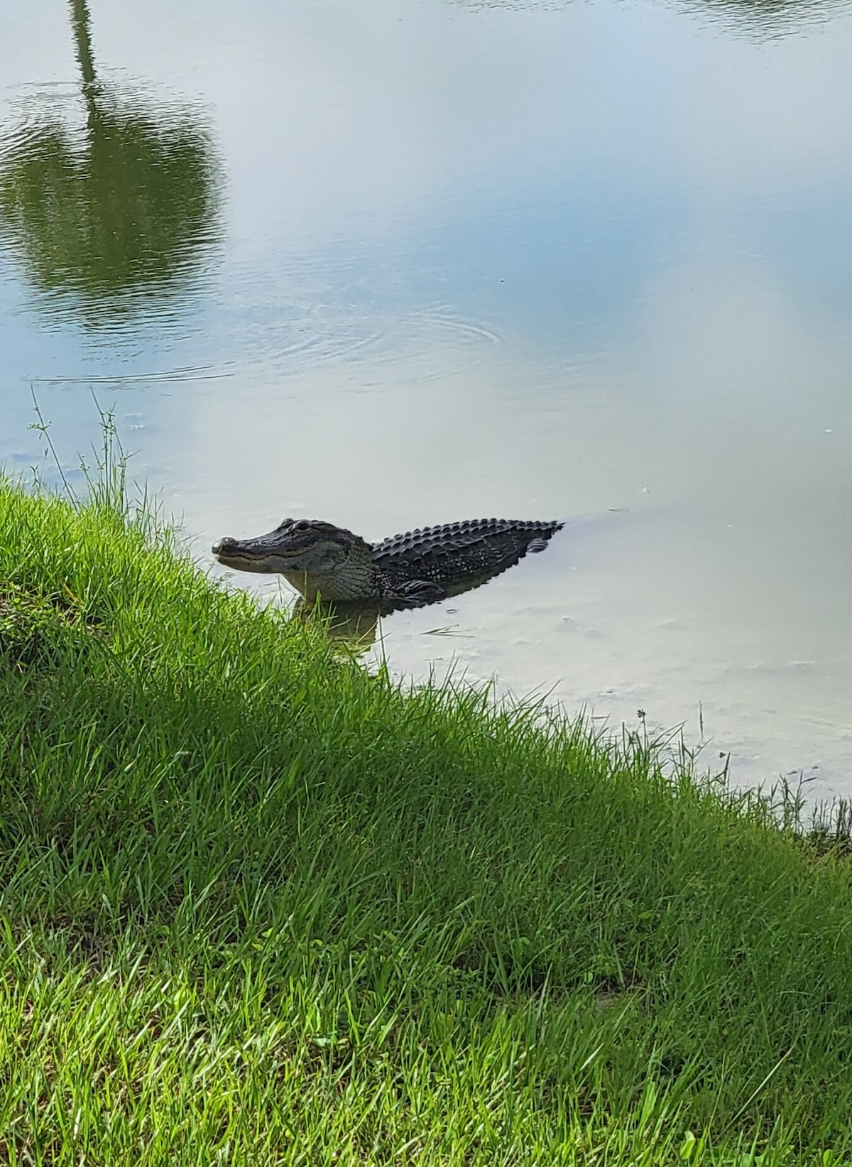Alligator leaving pond in the Village of St. Catherine