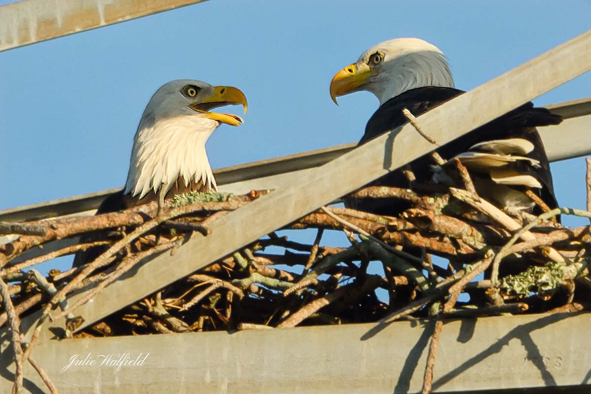 Bald eagles in love at Briarwood Executive Golf Course