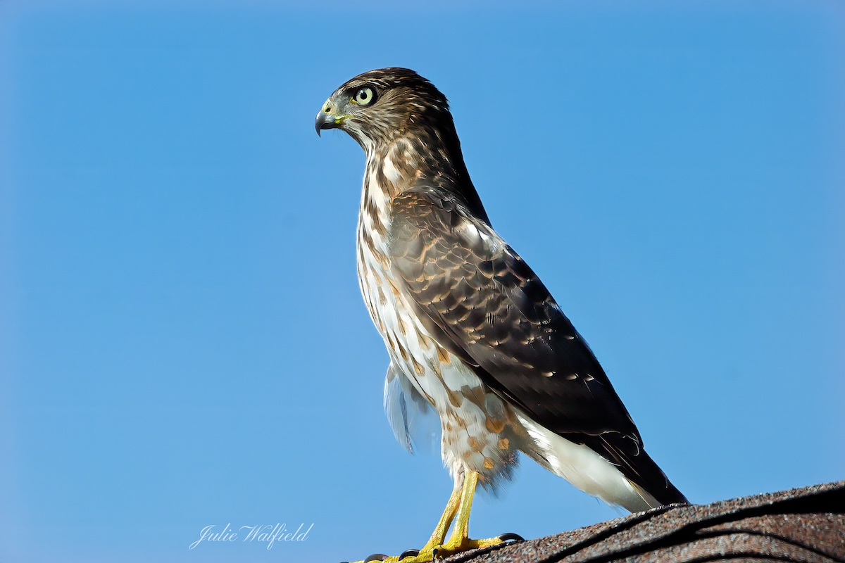 Cooper's hawk on rooftop in the Village of Hawkins