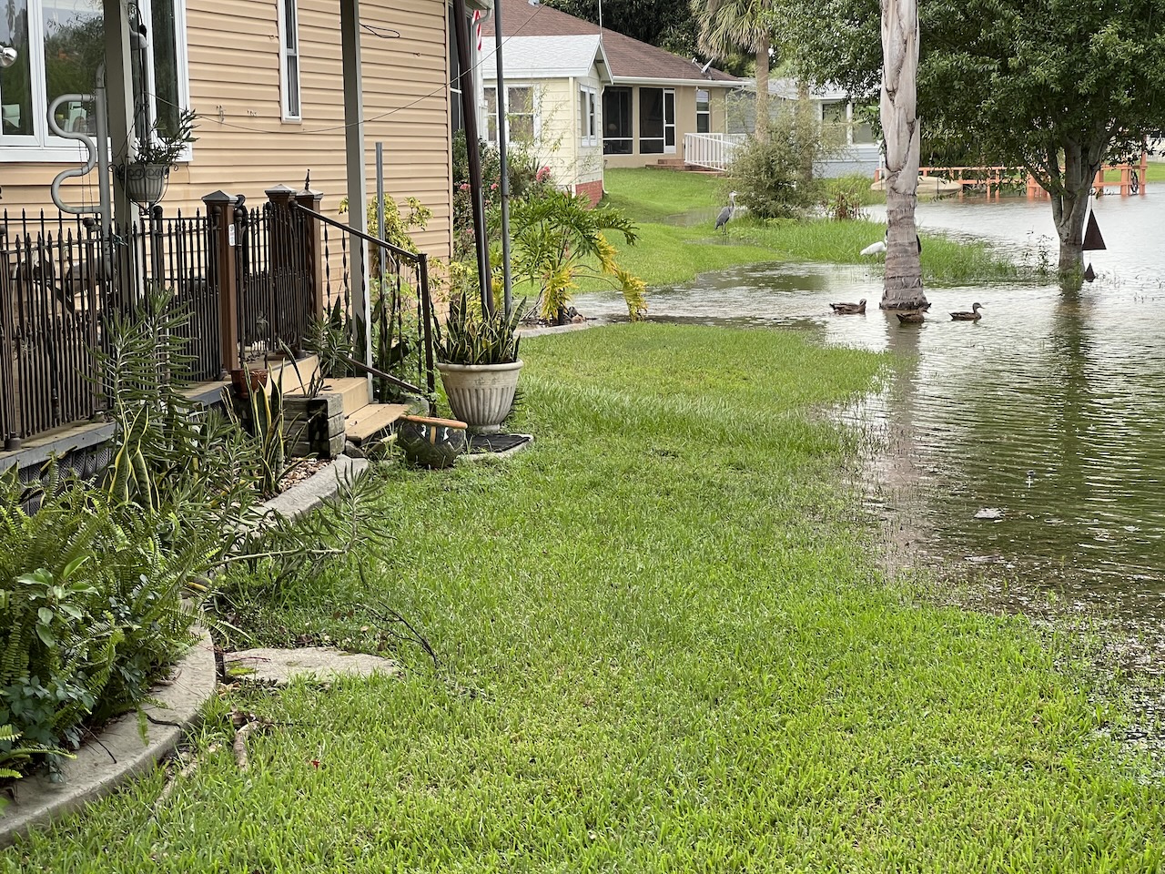 Ducks are swiming in Richard St.Amant yard.