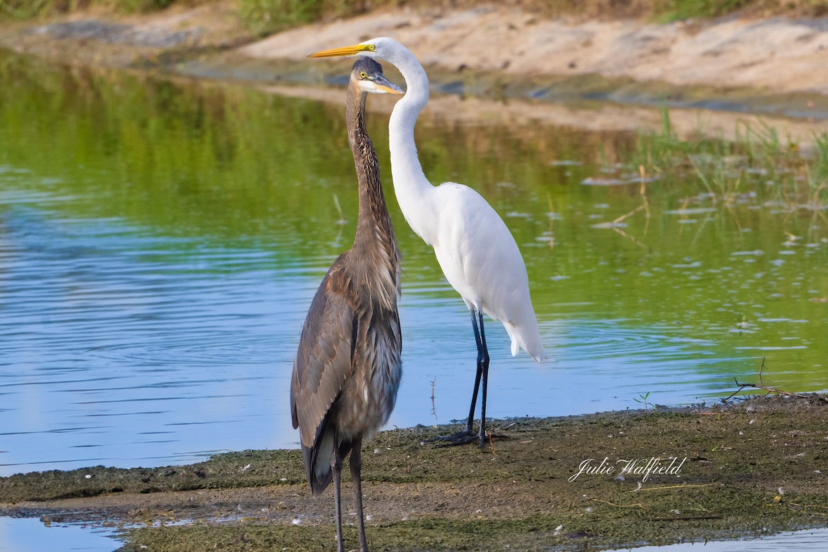 Great blue heron and great egret enjoying each other's company at Briarwood Executive Golf Course